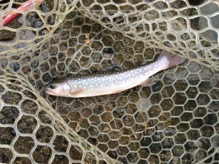 朽木渓流魚センタールアーフィールド